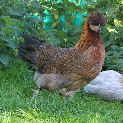 Black-Red Araucana Black Silkie Chicken, Polish Chickens Breed, Black Astrolorps Chicken, Black Copper Maran Chickens, Araucana Chickens, Birds For Sale, Rhode Island Red, Red Hen, Beautiful Chickens