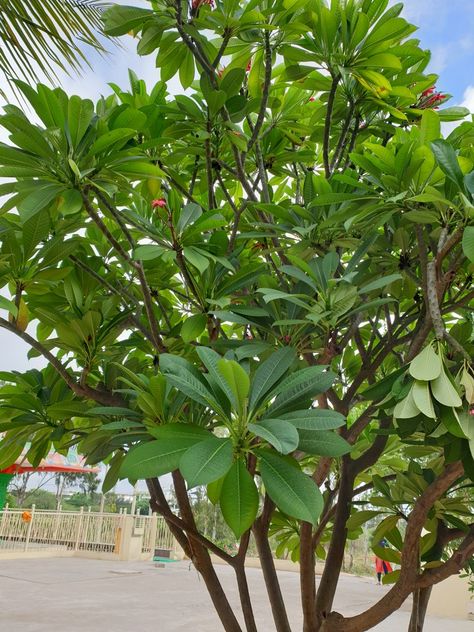 Plumeria alba Plumeria Alba, Hd Images, Plants, Photography