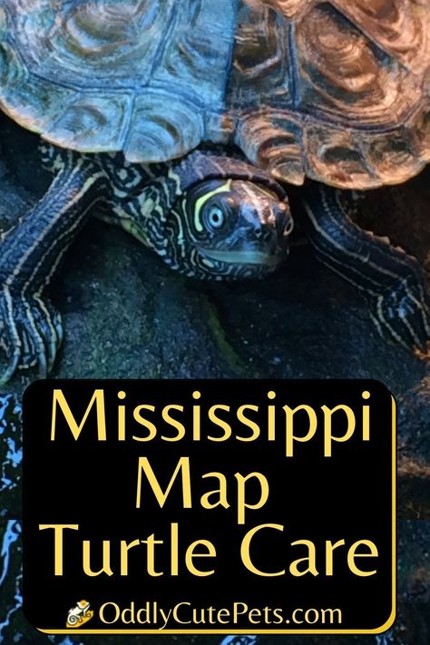 Mississippi Map Turtle Care - Learn how to care for the mississippi map turtle and give it all its care and requirement needs