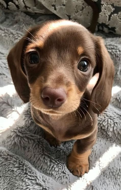 Cute Dogs Images, Very Cute Puppies, Cute Animals Puppies, Very Cute Dogs, Really Cute Dogs, Cute Little Puppies, Mini Dachshund, Cute Animals Images