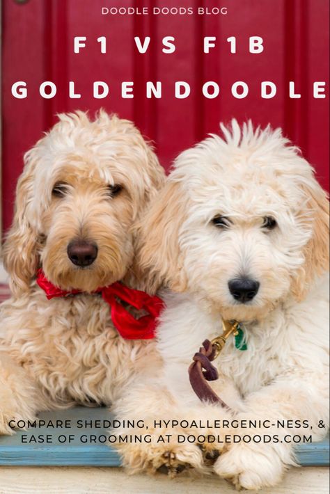 F1b Goldendoodle Haircut, F1b Mini Goldendoodle Full Grown, Golden Doodle Haircut Styles Teddy Bear, Golden Doodle Grooming, Teddy Bear Cut Goldendoodle, Goldendoodle Haircut Styles, Golden Doodle Haircut Styles, Grooming Goldendoodle, Border Doodles