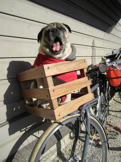 My sisters pug, Gordo. Pug Love, Pug, Happy Animals, Cute Puppies, Best Dogs, Baby Strollers, Dogs And Puppies, Pom Pom, Bicycle