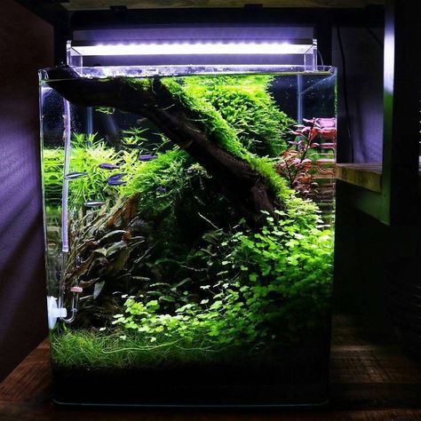 Cube Aquascape, Cube Aquarium, Aquascape Inspiration, Aquascape Ideas, Fish Aquarium Decorations, Fish Tank Themes, Amazing Aquariums, Fish Tank Terrarium, Betta Fish Types