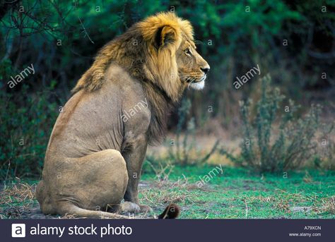 Lion Side View, Lion Sitting, Lion Sketch, Small Wild Cats, Lion Photography, Lions Photos, Lion And Lioness, Lion Love, Lion King Art