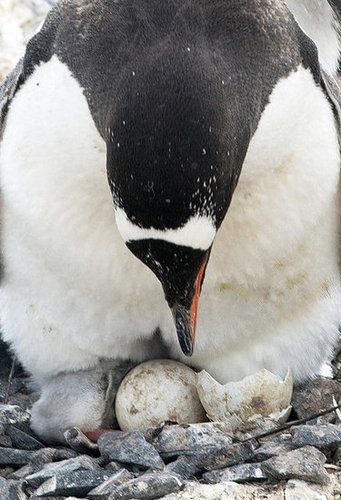 A chick can take up to three days to break out of shell, with no assistance from the parents. Penguin Facts. Penguin Awareness Day, Penguin Facts, Baby Penguins, Break Out, Real Life Stories, Three Days, Penguins, Google Images, Photo Galleries