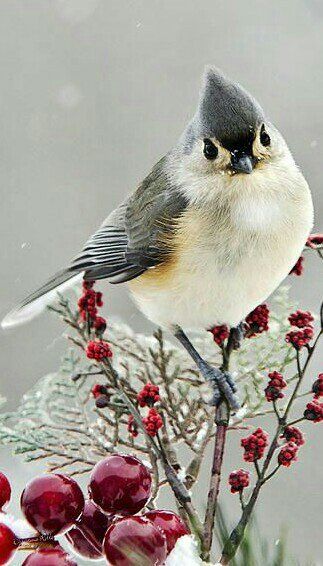 Maxwell Caulfield (@maxcaulfield) | Twitter Tufted Titmouse, Winter Bird, Images Vintage, Bird Pictures, Winter Forest, Exotic Birds, Bird Drawings, Pretty Birds, Bird Photo