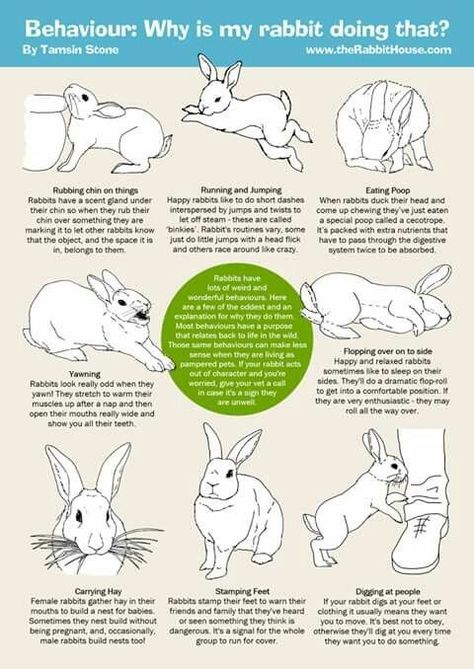 Rabbit Bordem Breakers, How To Pet A Rabbit, Rabbit Tips Bunny Care, Rabbit Body Language, Bunny Body Language, Pet Bunny Care, How To Take Care Of A Bunny, Bunny Care For Beginners, Bunny Language