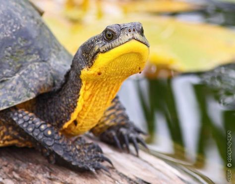 ... Blandings Turtle, Types Of Turtles, Eastern Box Turtle, Photo Yellow, Turtle Pond, Box Turtle, Tortoise Turtle, Terrapin, Reptile Snakes