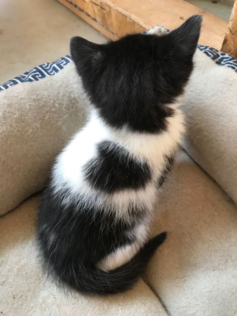 Black and white kitten with a heart on her back Black And White Kitten, Black And White Kittens, White Kitten, White Kittens, Cat Person, Cute Cats And Dogs, Kitty Cats, Cat Pin, Black Spot