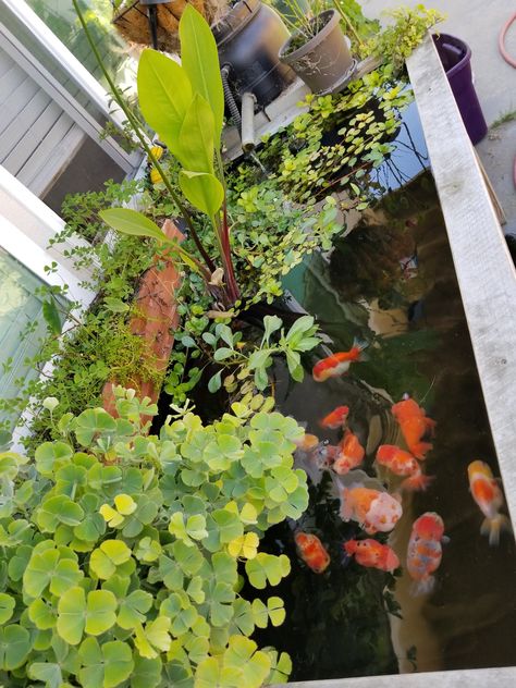 Above Ground Goldfish Pond, Koi And Goldfish Pond, Fancy Goldfish Pond, Mini Goldfish Pond, Indoor Goldfish Pond, Ranchu Fish Tank, Ranchu Goldfish Tank, Pond Above Ground, Goldfish Pond Ideas