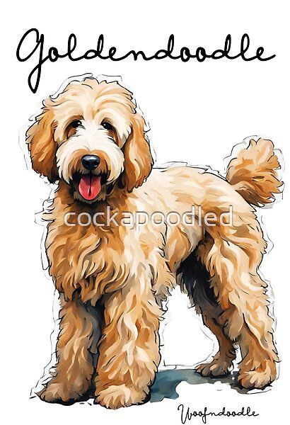 Goldendoodle Doodle Dog by cockapoodled | Redbubble Goldendoodle Sketch, Golden Doodle Drawing, Goldendoodle Drawing, Labradoodle Drawing, Jane Massey, Goldendoodle Art, Poodle Doodle, Dog Line Drawing, Golden Doodle Dog