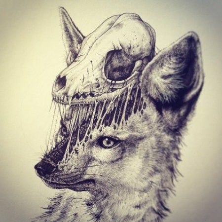 paul jackson jackal skull illustration Fox Skull Tattoo, Fox Tattoo Design, Fox Skull, Paul Jackson, Skeleton Drawings, Creepy Drawings, Animal Skeletons, Skeleton Tattoos, Architecture Tattoo