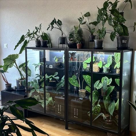 IKEA Greenhouse Cabinet (@ikeagreenhousecabinet) • Instagram photos and videos Plants In Cabinets, Indoor Plant Greenhouse Cabinet, Ikea Akerbar Greenhouse, Ikea Rudsta Greenhouse, Rudsta Greenhouse Cabinet, Ikea Milsbo Greenhouse, Glass Cabinet Greenhouse, Fabrikor Greenhouse, Rudsta Ikea Cabinet