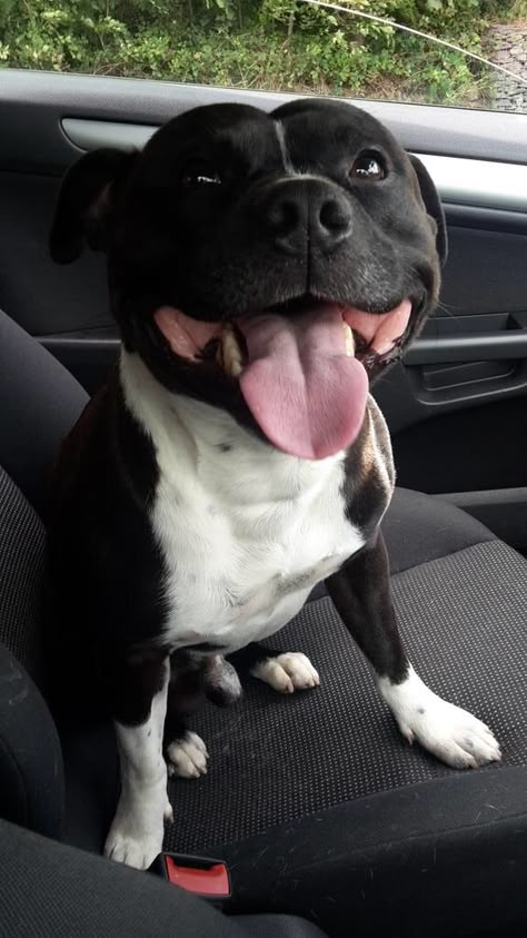 beau sourire ♥♥♥ Staffy Dog, Nanny Dog, Staffordshire Bull Terriers, Bully Dog, Pit Bull Love, Pitbull Puppies, Staffordshire Bull Terrier, Bully Breeds, Staffordshire Terrier