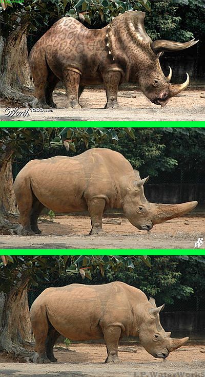 Fake - Rhiceratops etc... - The original image is on the bottom.(Long Horn is false in second image) Viral Photo, Fake Images, Long Horn, Fake Animals, Cool Gadgets, Original Image, Horn, The Original, Gadgets