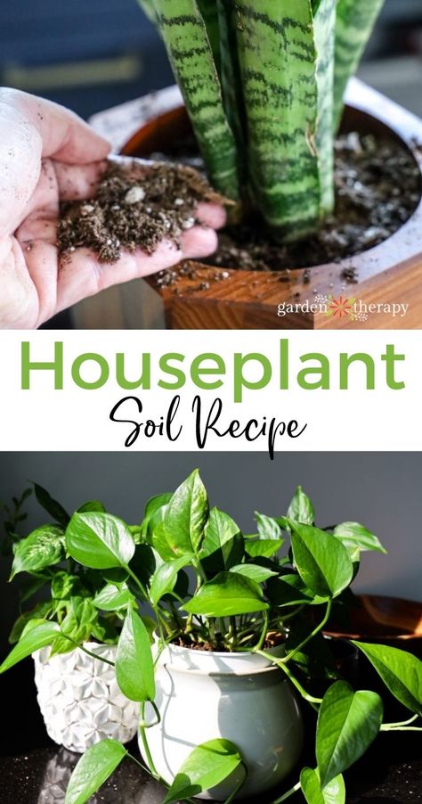 Soil Recipe, Indoor Tropical Plants, Snake Plant Care, Garden Therapy, Household Plants, Plants Care, Plant Care Houseplant, Inside Plants, Indoor Plant Care