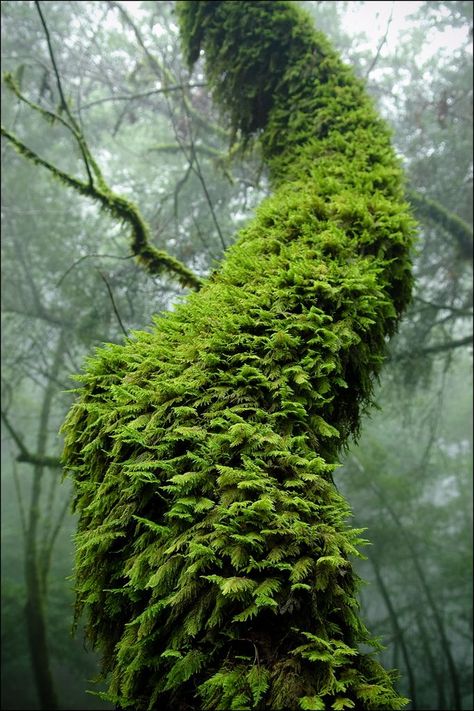 Moss covered tree by alexbain Moss Centerpieces, Mossy Tree, Moss Decor, Moss Covered, Meteor Garden 2018, Moss Garden, Ancient Forest, Old Trees, Nature Tree