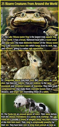 Most Dangerous Animals, Wildlife Facts, Giant Rabbit, Small Deer, Pool Landscape Design, Lake Titicaca, Dangerous Animals, Large Eyes, Animal Facts