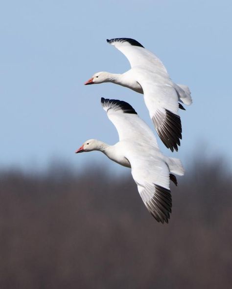 Snow Goose (Anser caerulescens) Pair banking to land | the Internet Bird Collection | HBW Alive Snow Goose Hunting, Waterfowl Taxidermy, Goose Tattoo, Snow Geese, Goose Hunting, Word Drawings, Canada Geese, Sandhill Crane, Snow Goose