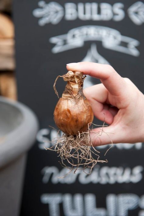 How to Store Bulbs Over Winter: Save Your Summer-Flowering Bulbs! Calla Lily Bulbs, Spring Daffodils, Tuberous Begonia, Garden Therapy, Summer Flowering Bulbs, Fall Bulbs, Daffodil Bulbs, Overwintering, Spring Bulbs