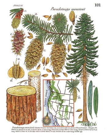 The illustration of Douglas fir (Pseudotsuga menziesii) tree. > http://www.forester-artist.com/ > http://en.wikipedia.org/wiki/Pseudotsuga_menziesii Pseudotsuga Menziesii, Douglas Fir Tree, Tree Id, Tree Identification, Native Plant Gardening, Conifer Trees, Garden Of Earthly Delights, Tree Hugger, Propagating Plants