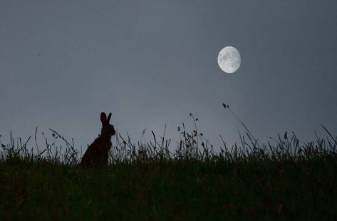 Hare Aesthetic, Harpy Hare Aesthetics, Rabbit Aesthetic, Black Rabbit, Hare Aesthetic Dark, Watership Down Aesthetic, Rabbit And Wolf Aesthetic, Bats At Night, Dark Rabbit Aesthetic