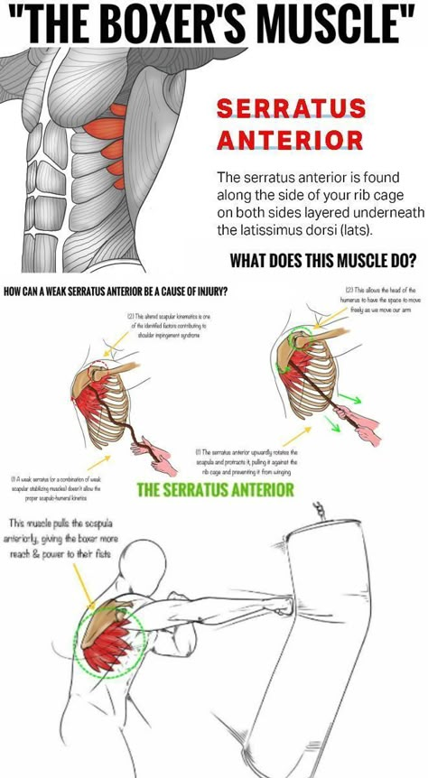 Serratus Anterior Drawing, Boxer Physique, Serratus Anterior Workout, Serratus Anterior Muscle, Shark Gills, Serratus Anterior, Fitness Before After, Boxing Training Workout, Boxing Drills