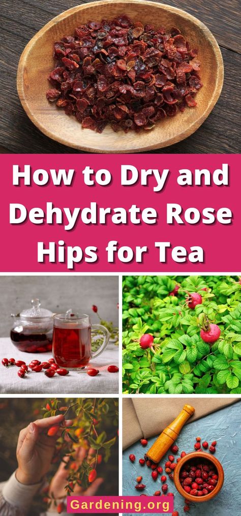 How to Dry and Dehydrate Rose Hips for Tea What To Do With Rose Hips, Rose Hips Uses, Rose Hip Recipes, Herb Preservation, Rose Hip Tea, Herb Teas, Rosehip Recipes, Seed Sprouting, Medicinal Herbs Remedies