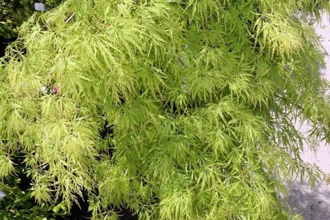 The post 8 Trees Similar To Weeping Willow appeared first on ProGardenTips. Tamukeyama Japanese Maple, Weeping Japanese Maple, Norway Spruce Tree, Japanese Maple Care, Leaves Pictures, Katsura Tree, Japanese Maple Bonsai, Soil Mixture, Weeping Cherry Tree