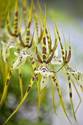 Brassia lawrenceana - Spider orchid Spider Orchid, Rare Orchids, Strange Flowers, Flowers Orchids, Plant Fungus, Exotic Orchids, Brown Flowers, Unusual Plants, Wild Orchid