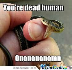 Baby Snakes, Pretty Snakes, Cute Reptiles, Cute Snake, Cute Small Animals, Funny Animal Photos, Discovery Channel, Funny Animal Jokes, Silly Animals