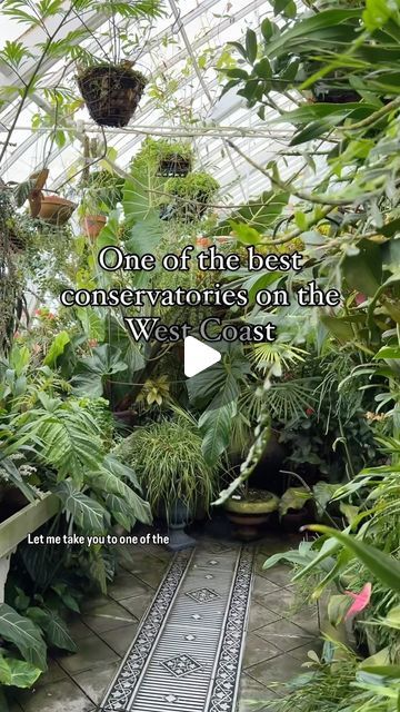 Tylor on Instagram: "I always make a point to visit this Conservatory whenever I’m in San Francisco. Every visit I see something new, and ALWAYS leave super inspired. This really is a special place in the city, and I highly recommend visiting! @conservatoryofflowers  It really is an honor to be recognized by this establishment and to collaborate with them for a video!   #plants #houseplants #greenhouse #conservatory #sanfrancisco #conservatoryofflowers #weirdplants" San Francisco Conservatory Of Flowers, Conservatory Of Flowers San Francisco, Greenhouse Conservatory, Conservatory Plants, Conservatory Greenhouse, Weird Plants, Special Places, A Video, Something New