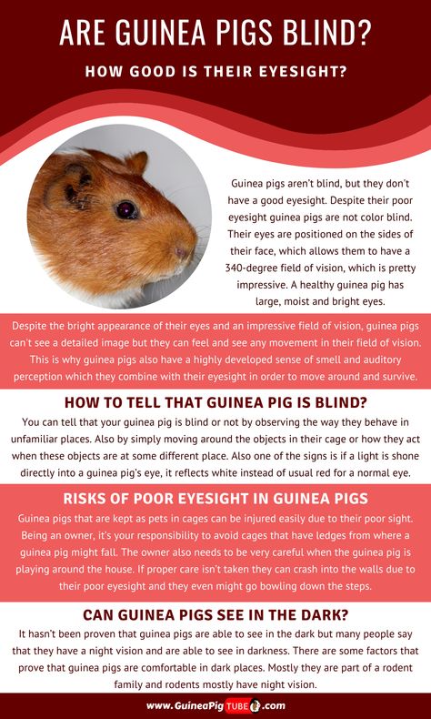 In this blog post, you can find all the information related to guinea pig eyes. You will also find an answer to the question of how blind guinea pigs life looks like. Get more information about guinea pig eye problems, as well as guinea pig eye discharge and guinea pig eye infection. #guineapighealth #guineapigs #guineapigcare #guineapiglife Pig Infographic, Pig Diet, Pig Eyes, Good Eyesight, Guinea Pig Diet, Animal Tips, Pig Facts, Pig Care, Eye Problems