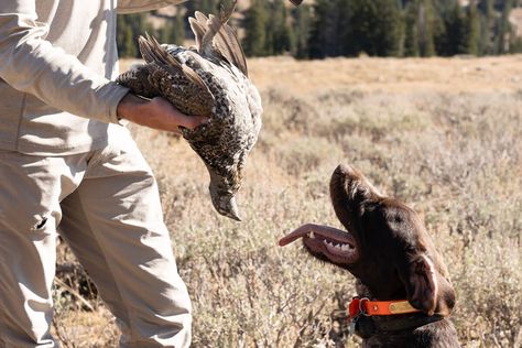 How to Hunt Blue Grouse - Gun Dog Grouse Hunting, Upland Bird Hunting, Dog Bell, Bear Spray, Spruce Tree, Bird Hunting, Southwest Desert, Game Birds, Hunting Season