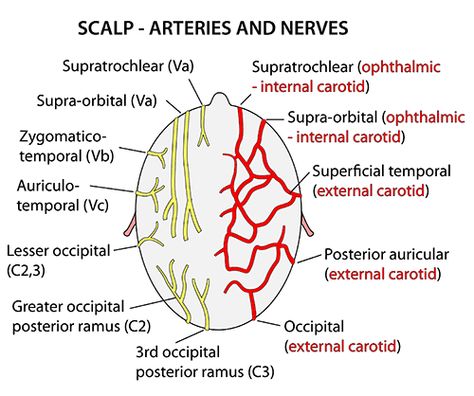 Scalp Anatomy, Anatomy Of The Body, Nerve Anatomy, Anatomy Head, Medical Mnemonics, Arteries And Veins, Medical Student Study, Couples Phone Cases, Medical School Studying