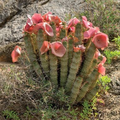 Blooming Cactus, Unusual Plants, Unusual Flowers, Plants For Sale, Agaves, Desert Plants, Cactus Y Suculentas, Cactus Garden, Cactus Flower