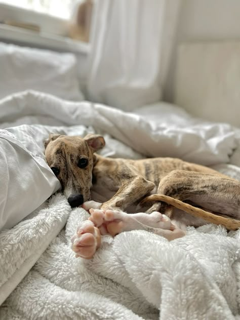 Whippet Photography, Greyhound Brindle, Brindle Whippet, Whippet Dog Puppy, Brindle Greyhound, Blue Whippet, Whippet Puppy, Dog Fever, Italian Greyhound Puppies