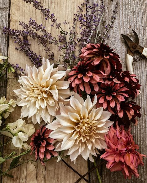 Picking my new favourite dahlias 💕 they’re called night silence- I love that name! #dahliaseason #dahliasofinstagram #mygardenflowers #flowersfrommygarden #seasonalfloweralliance Dhalia Aesthetic, Dalia Core, Dahlia Types, Mauve Dahlia, Daliah Flower, October Elopement, Dark Dahlia, Dahlia Varieties, Weird Nature