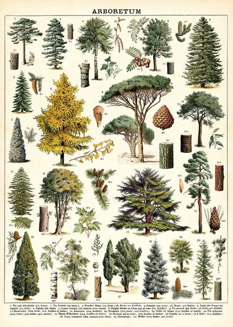 Illustration Botanique, Nature Posters, Vintage Botanical Prints, Vintage Tree, Floral Poster, Scientific Illustration, Vintage Poster Art, Botanical Drawings, Art Collage Wall