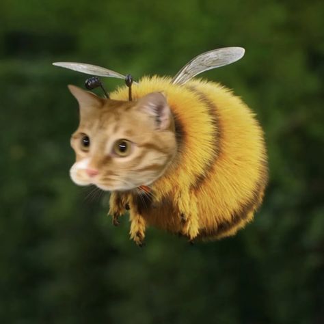 Bee Anime Art, Cat Funny Pfp, Yellow Pfp, Cat Bee, Silly Cats Pictures, Silly Animals, Funny Cute Cats, Silly Cats, Cute Little Animals