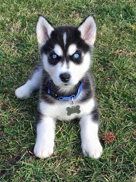 Lindinho 💕 Caine Husky, Puppy Husky, Cute Husky Puppies, Cute Husky, Siberian Husky Dog, Siberian Husky Puppies, Husky Mix, Baby Animals Pictures, A Husky