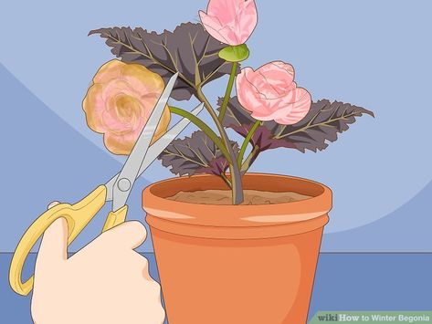 How To Over Winter Begonias, Overwintering Begonias In Pots, Overwintering Begonias, Winter Begonia, Tuberous Begonia, Plant Fertilizer, Garden Fun, Overwintering, Fertilizer For Plants