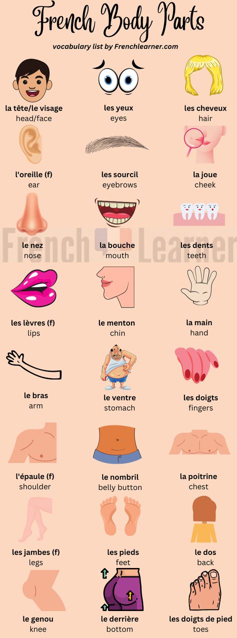 French Body Parts Vocabulary | FrenchLearner Vocabulary Words With Pictures, French Body Parts, Body Parts For Kids, Vocabulary List, English Lessons For Kids, French Lessons, Print Out, Learn French, Vocabulary Words