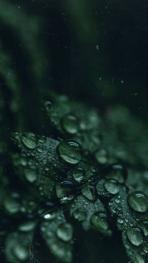 Minimalistic Green Aesthetic, Hunter Green Asthetics, Phlato Green Aesthetic, Forest Green Background Iphone, Viridian Aesthetic Wallpaper, Phthalo Green Aesthetic Wallpaper, Green Healing Aesthetic, Dark Color Wallpaper Aesthetic, Dark Green Texture Background