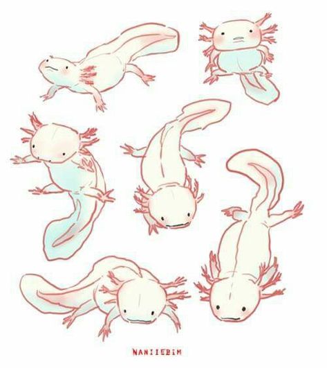 Drawing Of Axolotl, Axotl Drawing, Axotol Drawing, Axolotl Person Art, Axolotl Art Illustrations, Axolotl Drawing Reference, Axolotl Side View, Axolotl Art Cute, Axolotl Oc Art