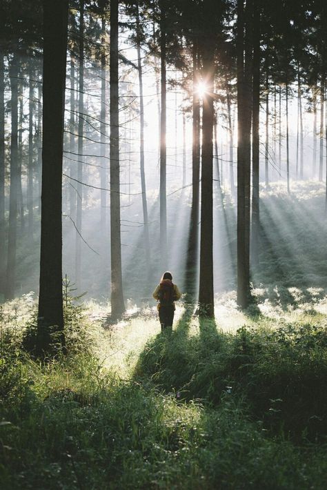 Dappled Light Forest, Forest Bathing Photography, Nature Witch, Shinrin Yoku, Forest Camp, Serene Nature, Forest Light, Forest Photos, Dappled Light