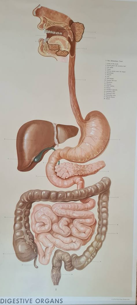 We are pleased to present for sale this large anatomical poster of the human digestive system, dating from 1955. This large original poster is printed on canvas with two wooden end pieces - one with string allowing the poster to be hung from a wall and rolled up when not in use. The poster is by Ernst Klett Verlag, Stuttgart and was published by Adam Rouilly. It is 115 cm by 80 cm in size. It shows all the essential parts of the digestive system and elementary canal, from mouth to large intestin Large Intestine Drawing, Digestive System Aesthetic, Human Digestive System Diagram, Mouth Digestive System, Intestines Art, Digestive System Drawing, Intestines Drawing, Digestive System Poster, Human Organ Diagram