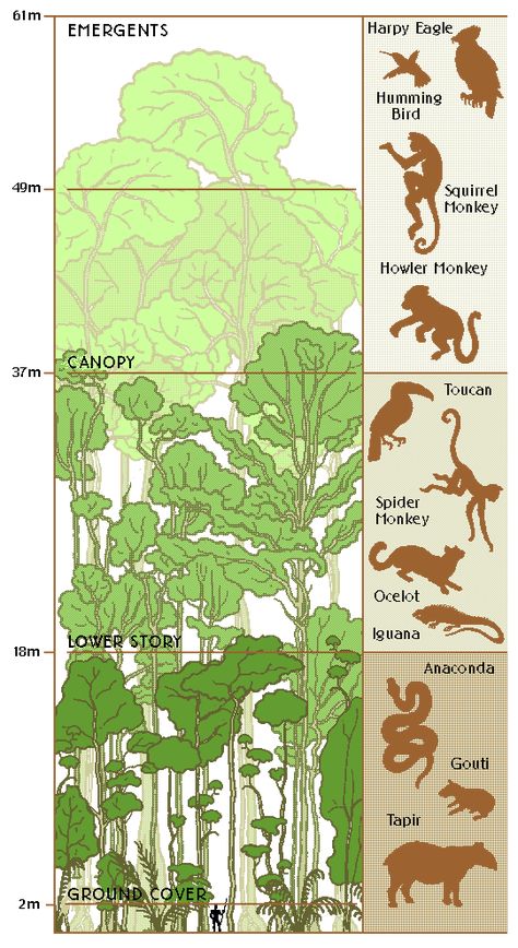 Rainforest Layers Rainforest Layers, Rainforest Preschool, Rainforest Classroom, Rainforest Crafts, Rainforest Ecosystem, Biomes Project, Rainforest Project, Rainforest Activities, Rainforest Biome