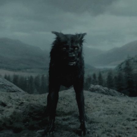 prisoner of azkaban aesthetic Sirius Black Dog, Quiz Harry Potter, Harry Potter Dog, Harry Potter Sirius, Harry Potter Quiz, Harry Potter Puns, The Ancient Magus Bride, The Prisoner Of Azkaban, Prisoner Of Azkaban