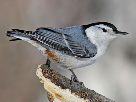 Bird House Kits, Black Capped Chickadee, Bird Aviary, How To Attract Birds, Backyard Birds, Little Birds, Kit Homes, Bird Species, Creepers